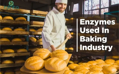 Enzymes Used In Baking Industry