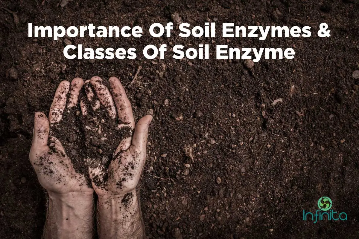 Soil Enzymes : Their Importance And Classes