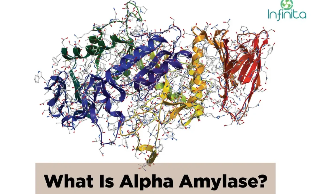 Alpha Amylase Enzyme And Its Uses