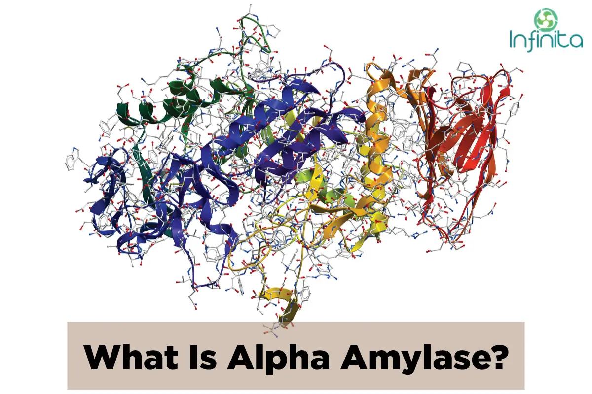 Alpha Amylase Enzyme And Its Uses