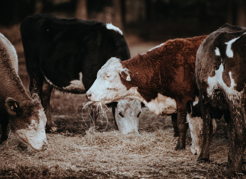 annie-spratt-kaUAhmr_bKs-unsplash