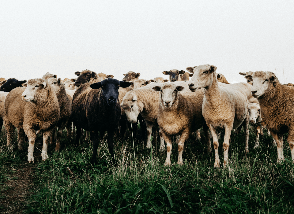jonathan-borba-7oNqxq5CWb4-unsplash