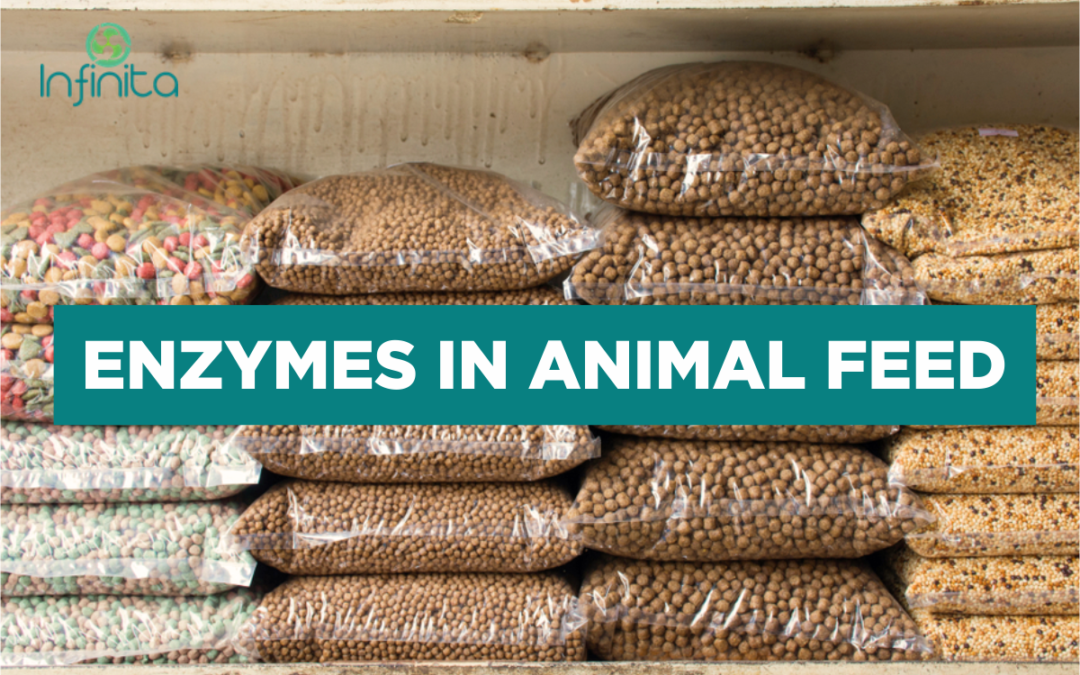 Enzymes in Animal Feed: Benefits And Future Uses