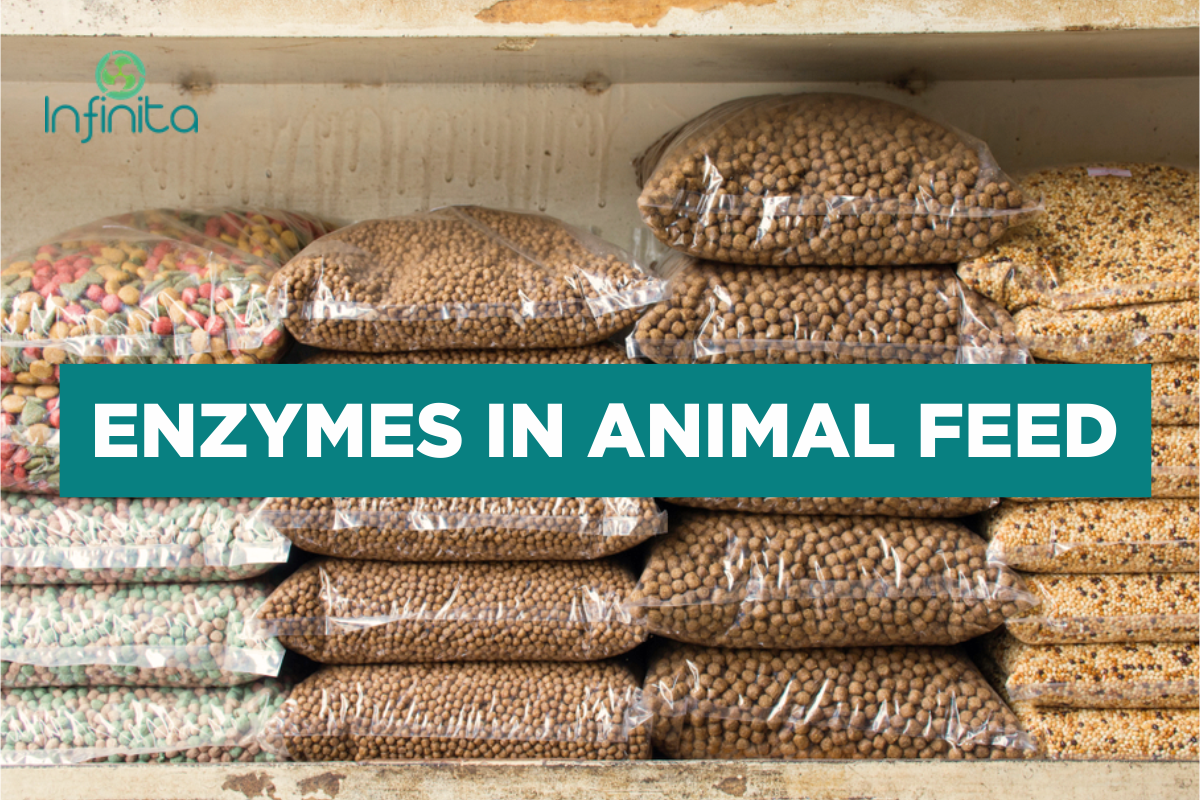 Enzymes In Animal Feed | Importance And Future Use