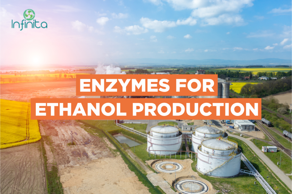 Ethanol Production How Is Ethanol Made? Infinita Biotech