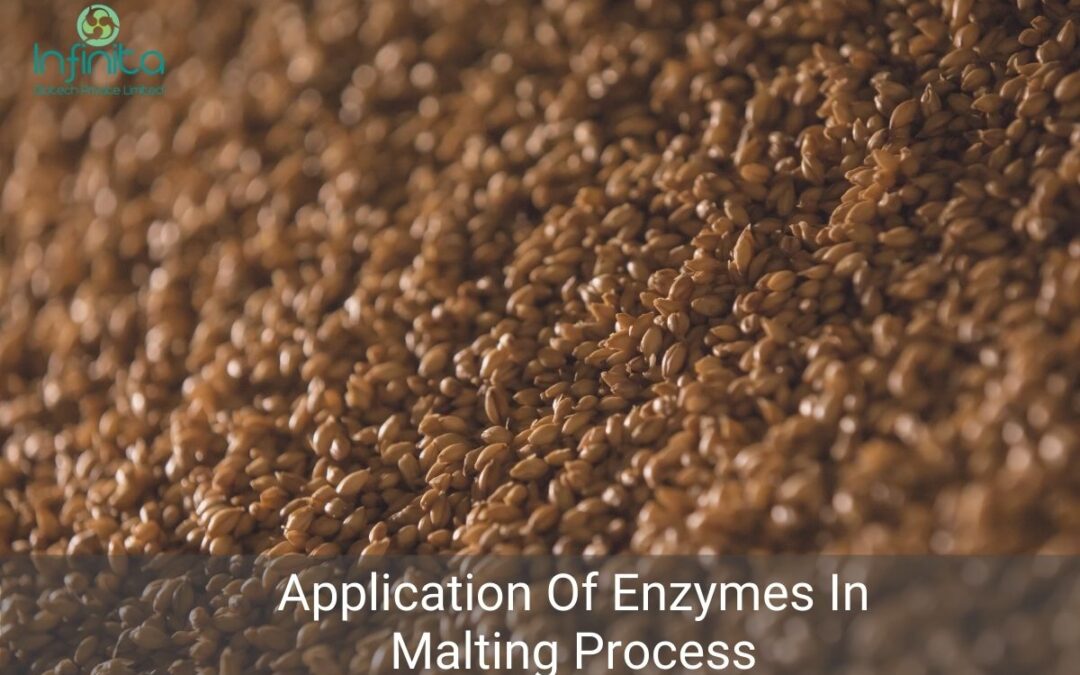 Application Of Enzymes In The Malting Process