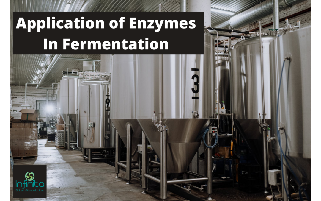 Application Of Enzymes In Fermentation