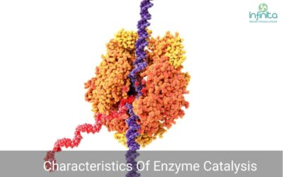 Characteristics Of Enzyme Catalysis