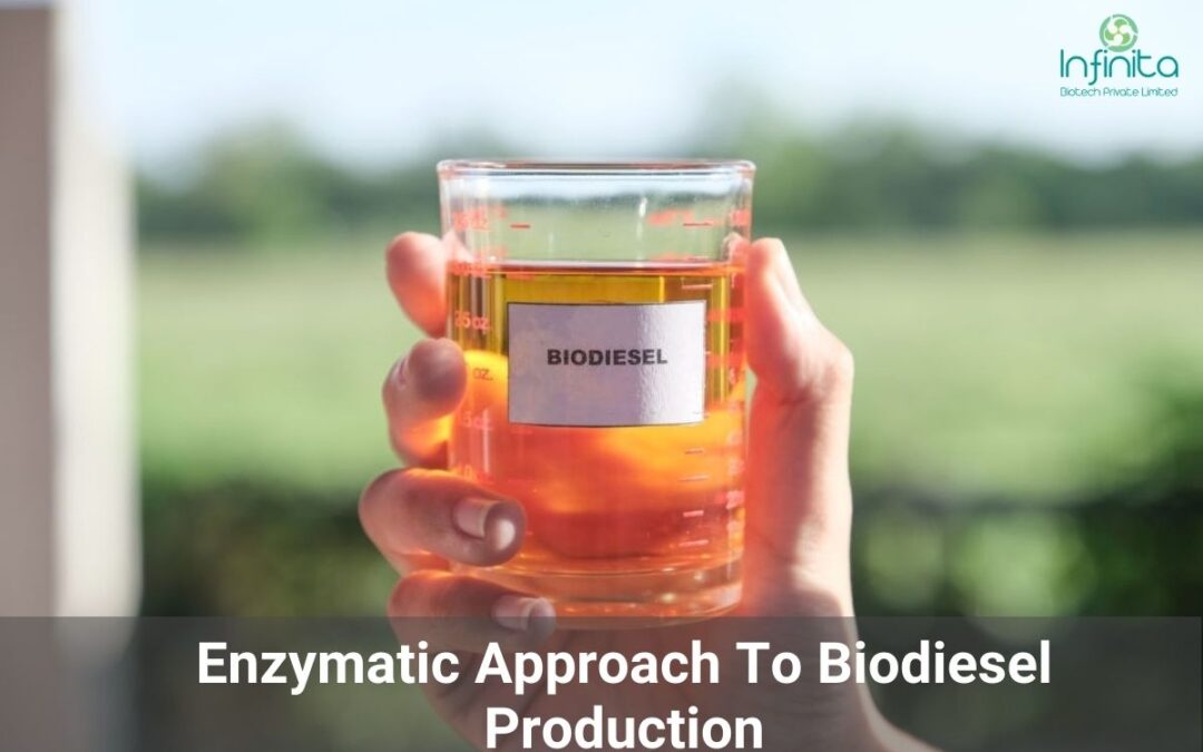 Enzymatic Approach To Biodiesel Production