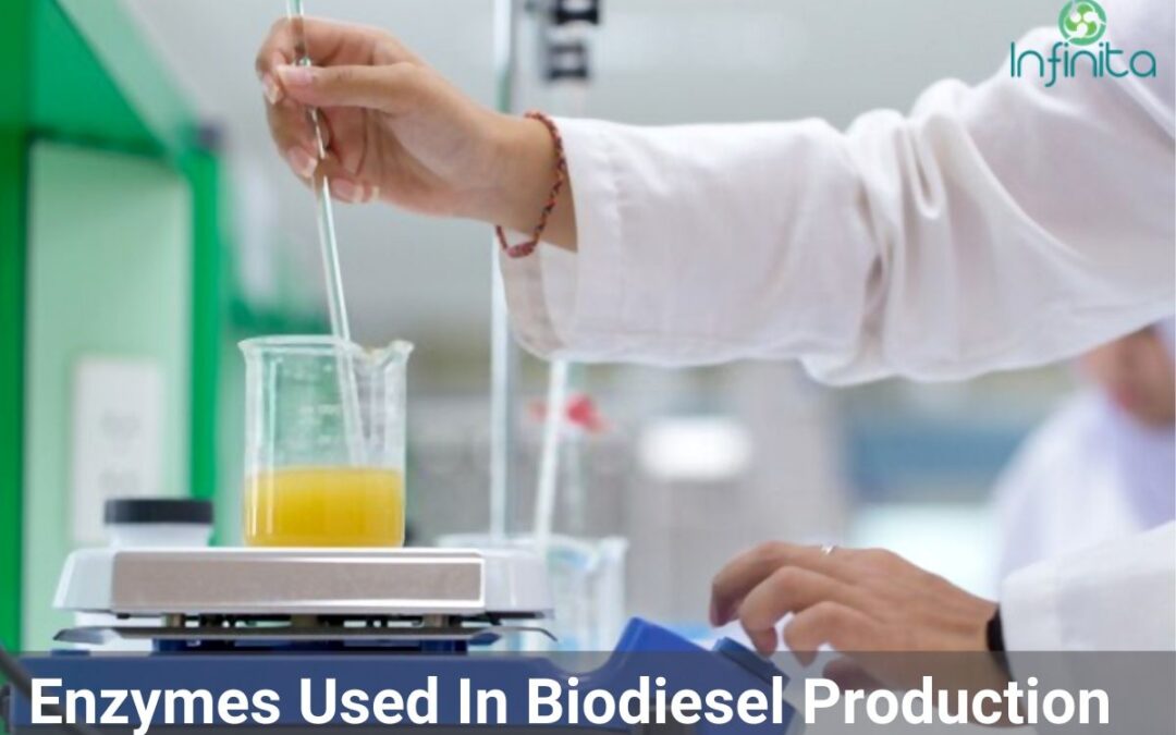Which Enzymes Are Used In Biodiesel Production?