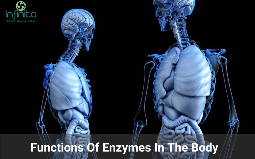 Functions Of Enzymes In The Body