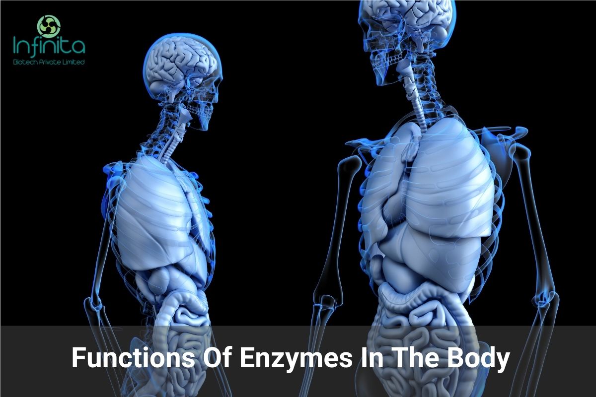 Top 3 Functions Of Enzymes In The Body Infinita Biotech