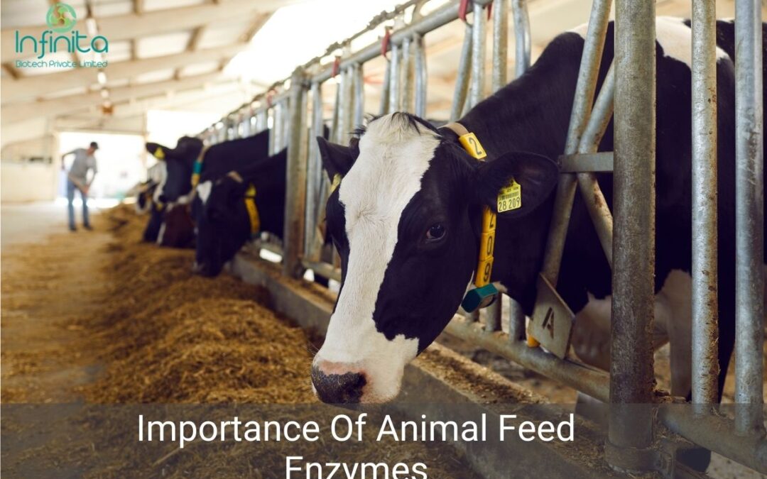 Importance Of Animal Feed Enzymes