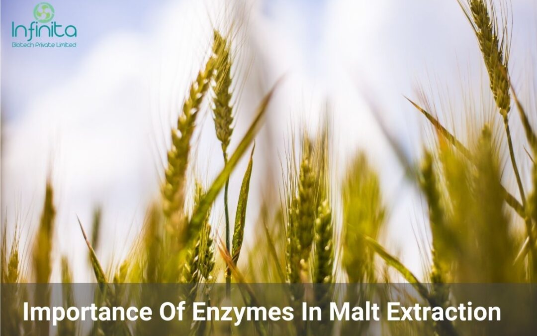 Why Enzymes Are Important In Malt Extraction