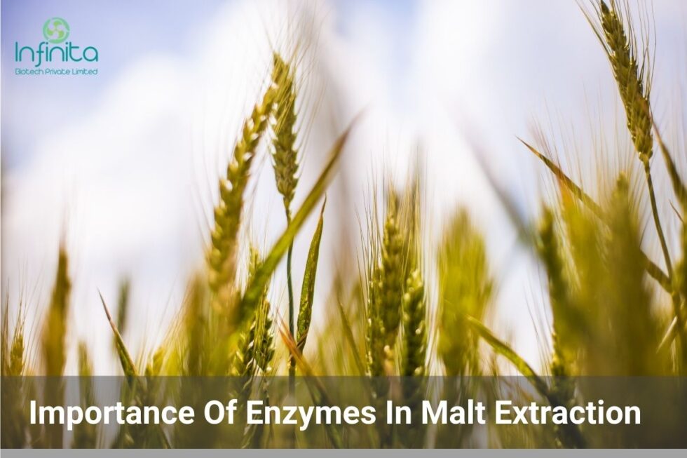 Importance Of Enzymes In Malt Extraction Infinita Biotech