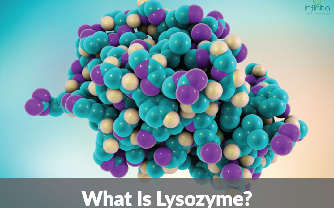 Lysozyme And Its Uses In Pharmaceutical Industry