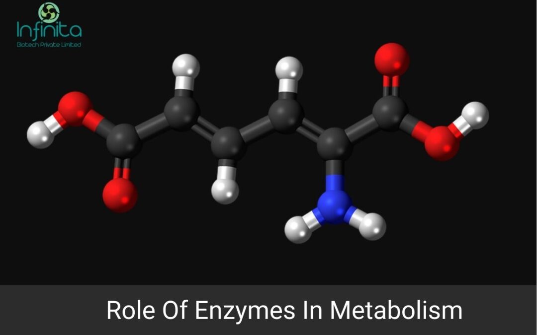Role Of Enzymes In Metabolism