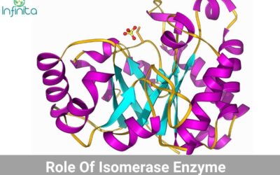 What Is Isomerase Enzyme? Role Of Isomerase Enzyme
