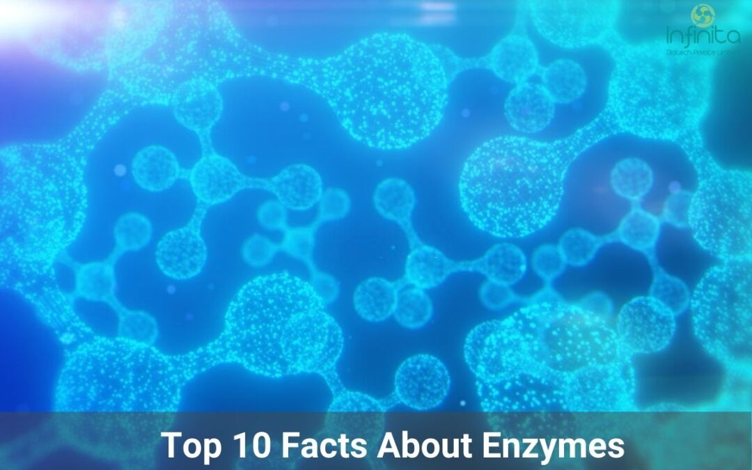 10 Lesser-Known Facts About Enzymes