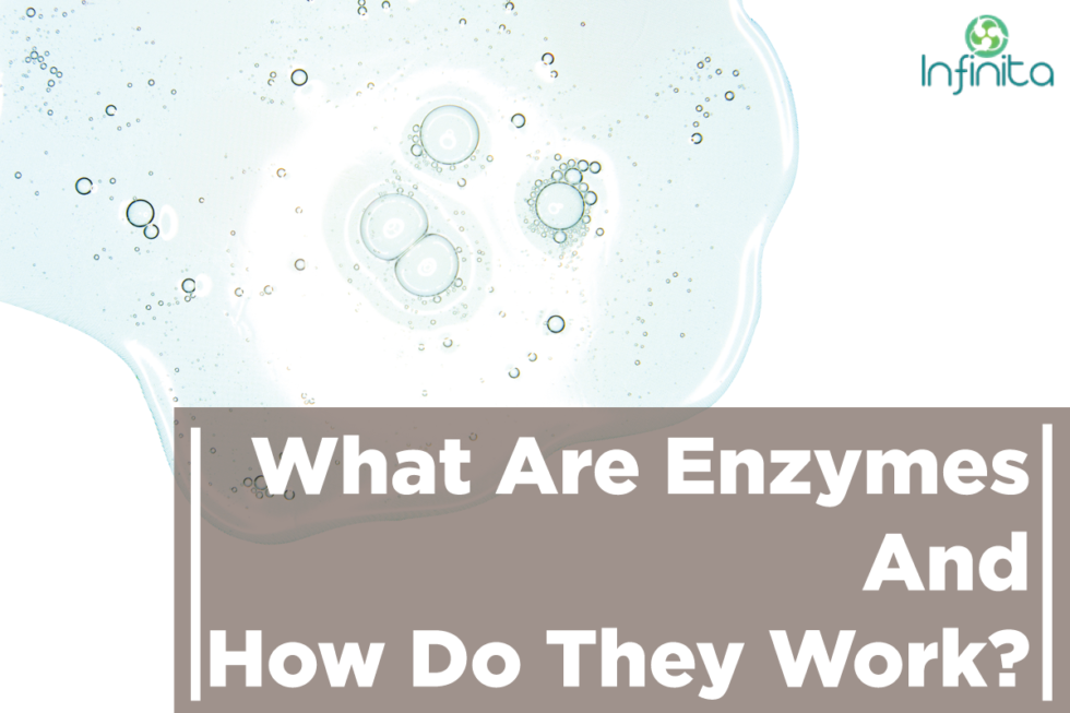 What Are Enzymes? How Do Enzymes Work? Infinita Biotech