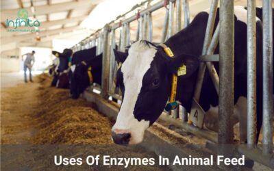 Uses Of Enzymes In Animal Feed
