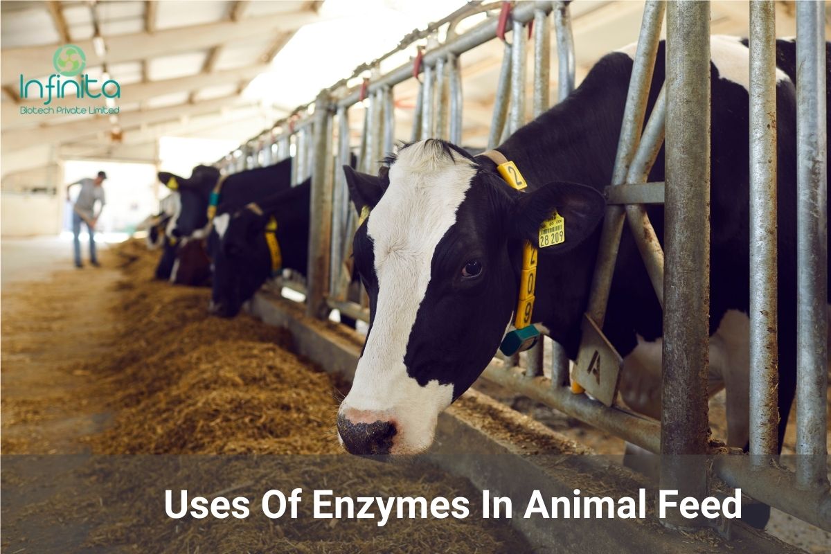 Top 4 Benefits Of Enzymes In Animal Feed | Infinita Biotech
