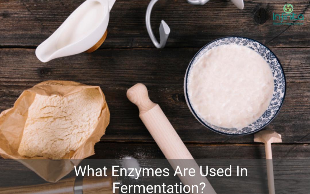 What Enzymes Are Used In Fermentation? 