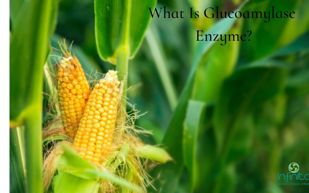 What Is Glucoamylase Enzyme? Uses Of Glucoamylase In Starch Processing