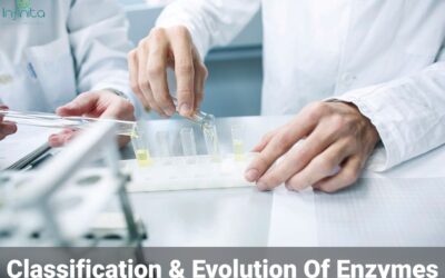 What are Enzymes? Classification and Evolution of Enzymes