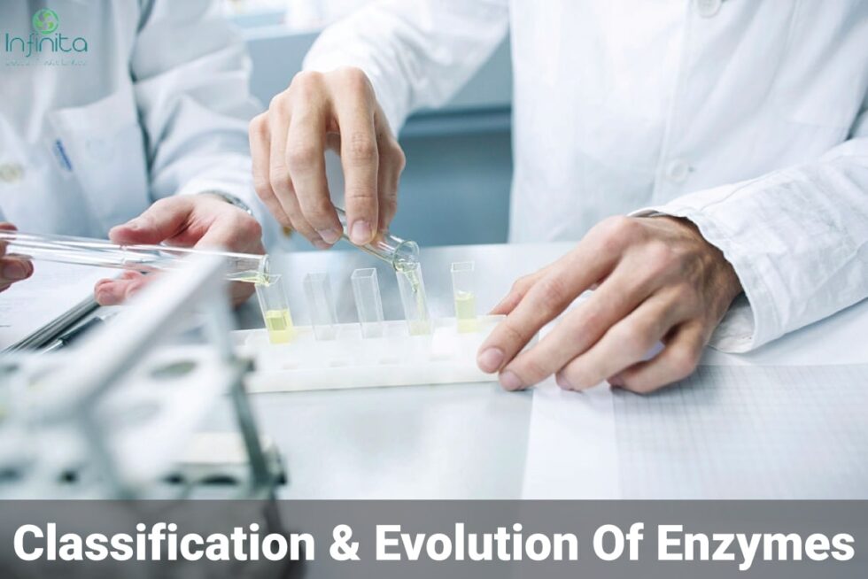 Classifications of Enzymes And it's Evolution Infinita Biotech