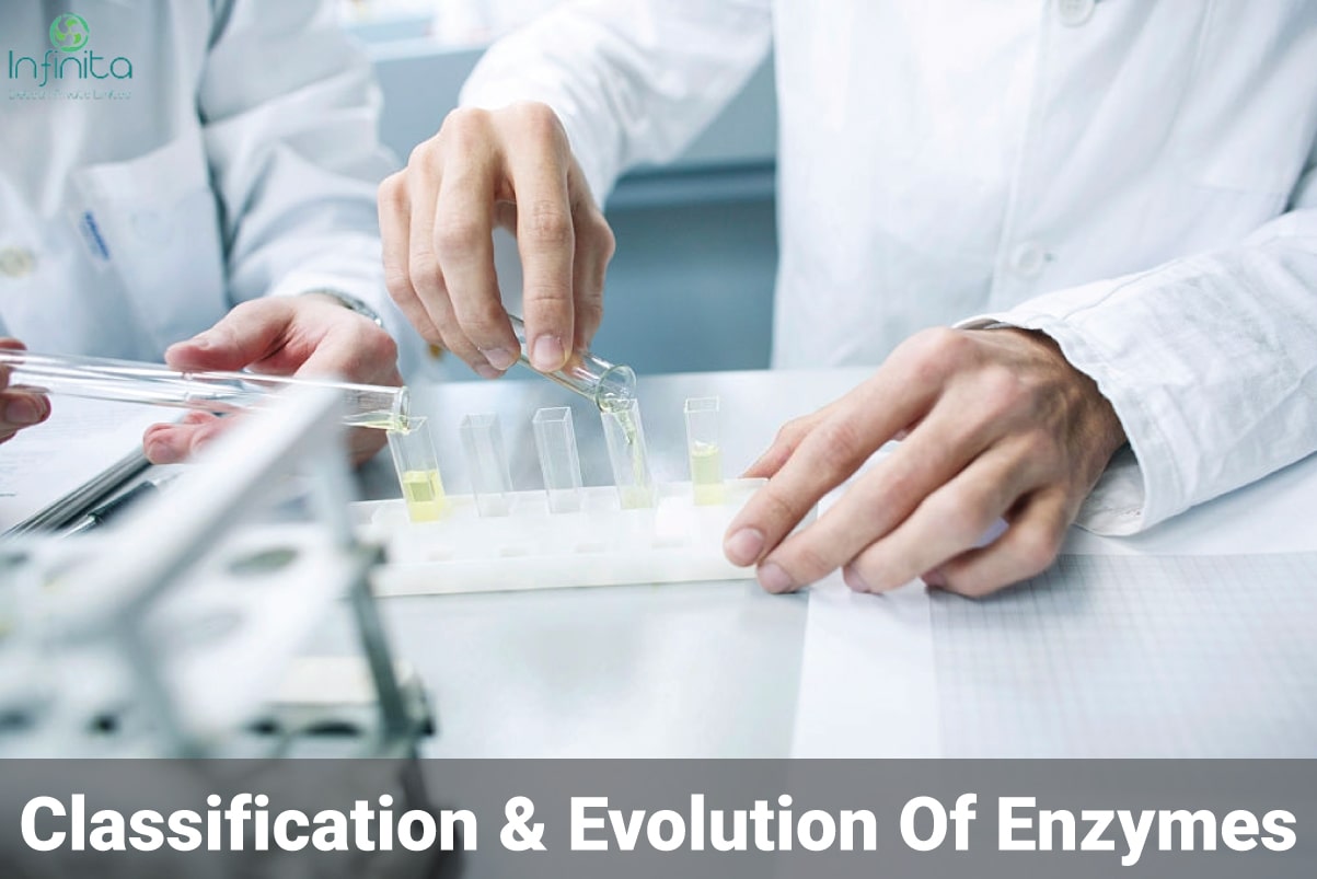 classification of enzymes