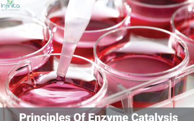 What Are The Principles of Enzyme Catalysis?