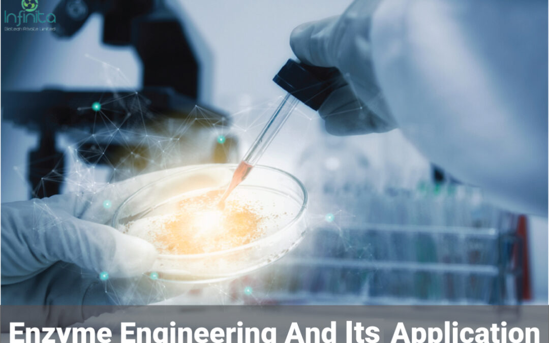 What Is Enzyme Engineering? Application Of Enzyme Engineering