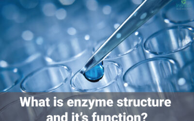 Structure And Function Of Enzymes