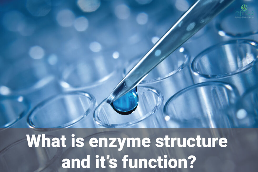 What Is Enzyme Structure And Functions? | Infinita Biotech