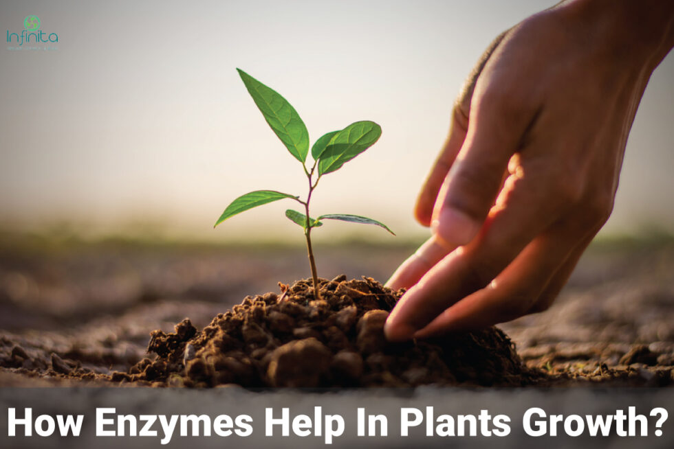Best Enzymes For Plants How Enzyme Helps In Plants Growth