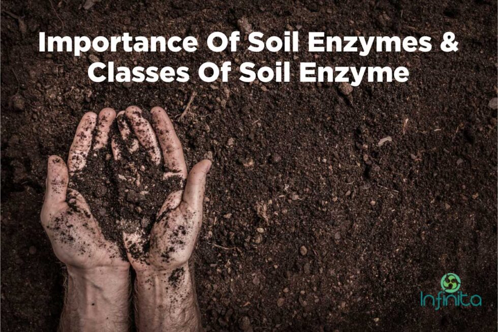 Importance Of Soil Enzymes & Classes Of Soil Enzyme