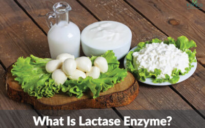 How Lactase Enzyme Works?