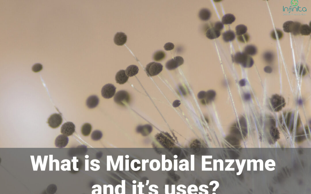 Uses Of Microbial Enzymes In Industries