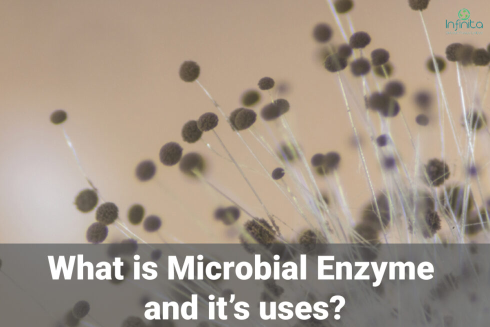 What Are The Uses Of Microbial Enzymes | Infinita Biotech