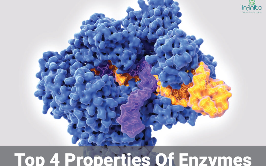 What Are The Properties Of Enzymes?