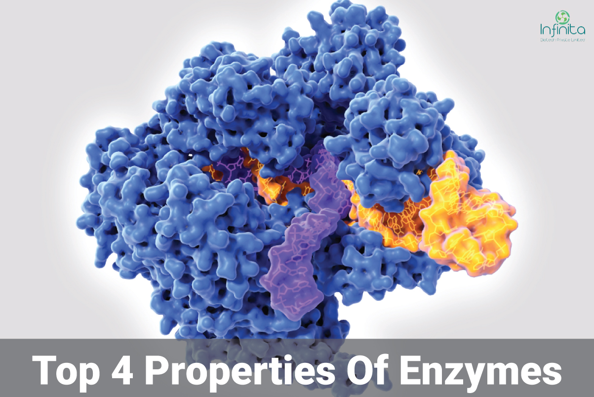 4 Important Properties Of Enzymes Infinita Biotech