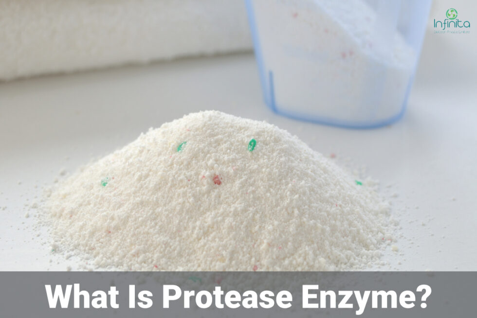 What Are The Uses Of Protease Enzyme In Detergent Industry