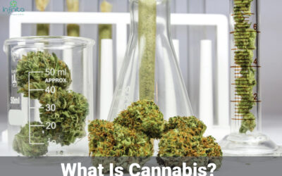 What Is Cannabis? How Do Enzymes Help Cannabis?