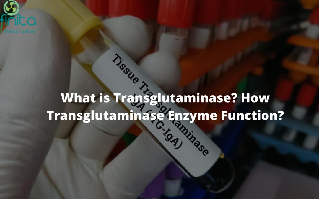 What is Transglutaminase? How does the Transglutaminase Enzyme Function?