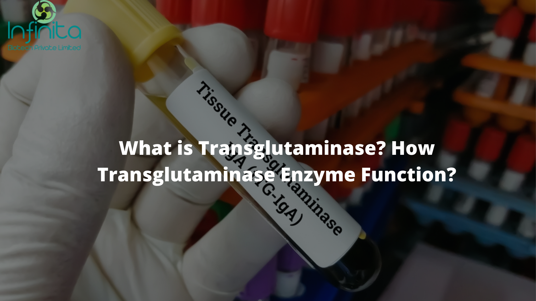 Transglutaminase enzyme
