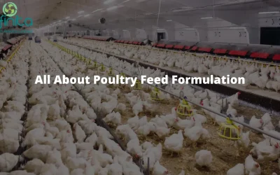 All About Poultry Feed Formulation