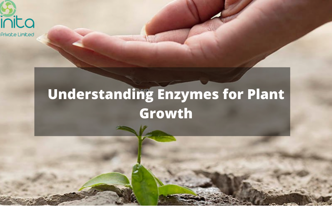 Understanding Enzymes for Plant Growth