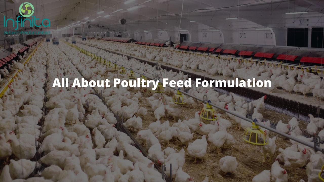 Complete Guide About Poultry Feed Formulation | Infinita Biotech