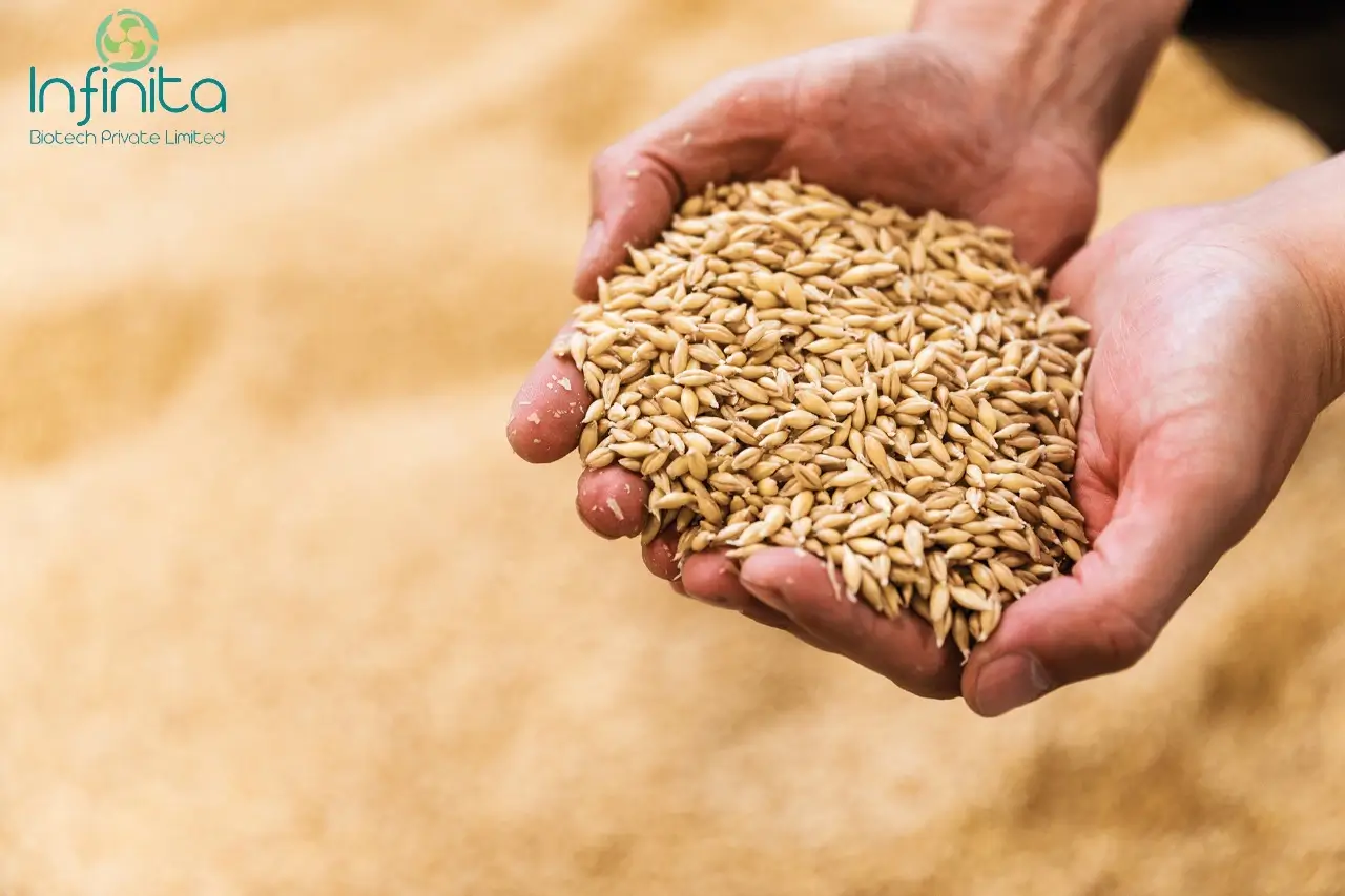 How Malting Process in Brewing Industry Works